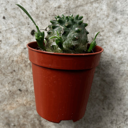 Pachypodium lamerei (Madagascar palm/ Succulent tree)