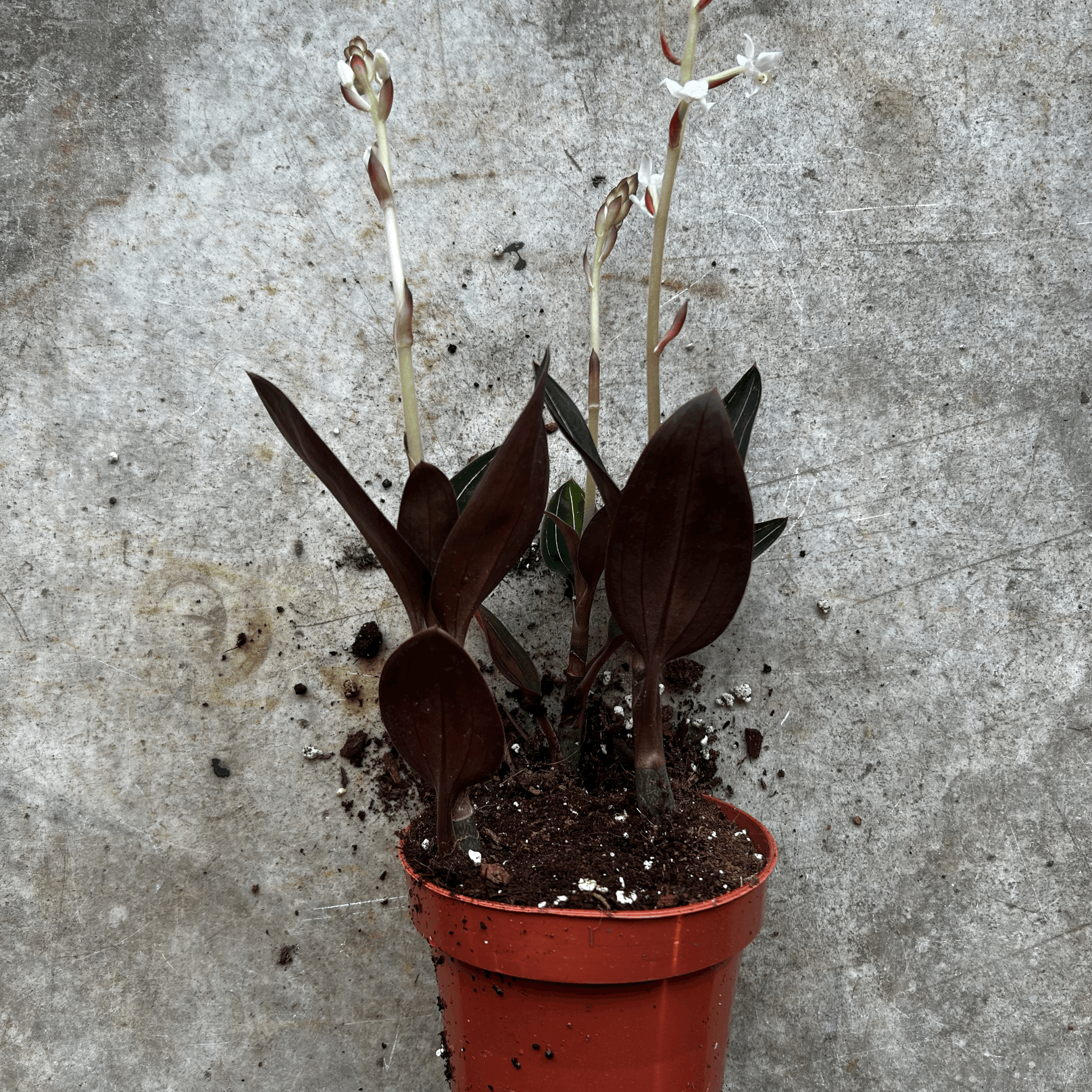 Ludisia discolor (Jewel Orchid)