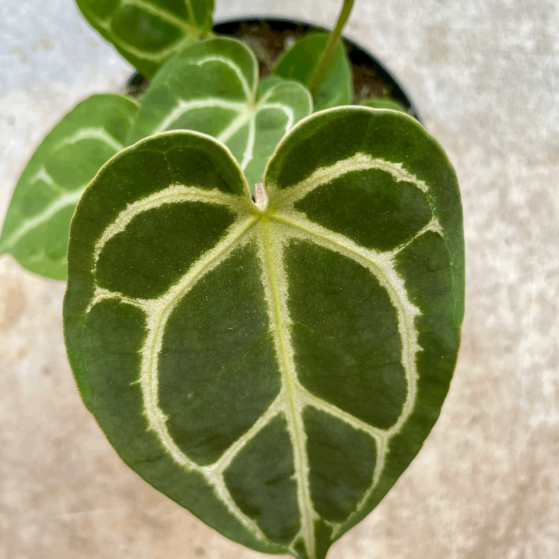 Anthurium crystallinum (Crystal Anthurium/ Crystal Laceleaf)