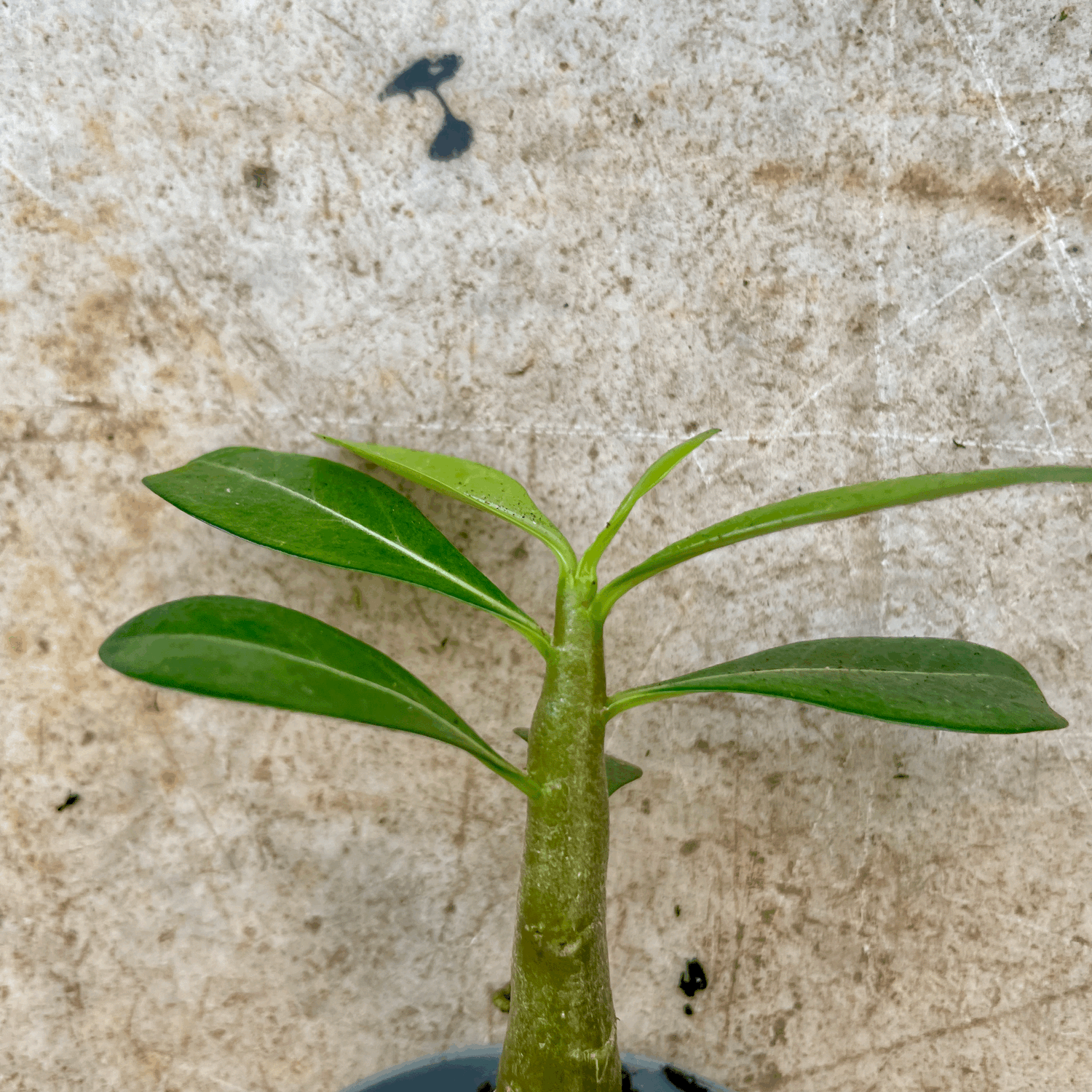 Adenium obesum &