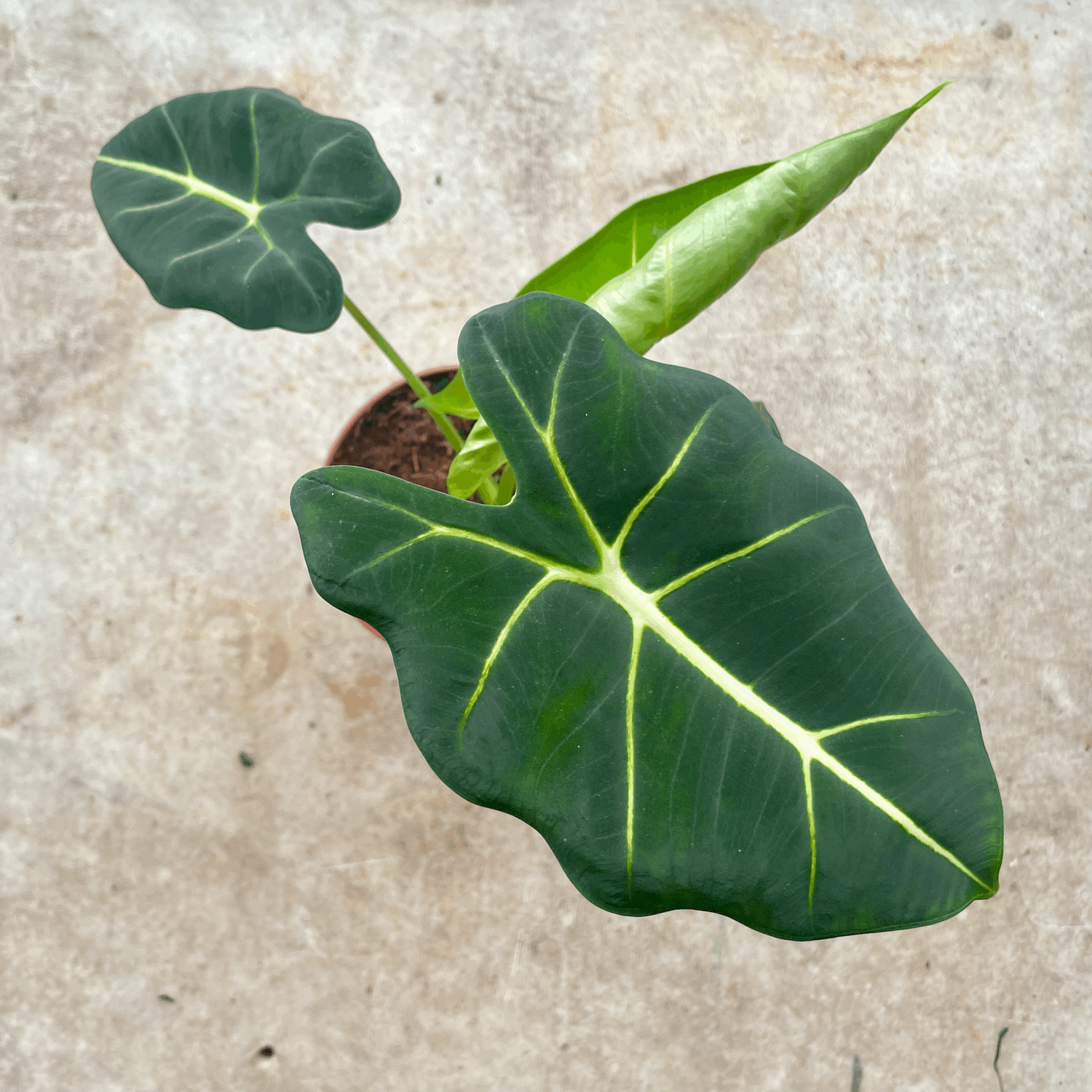 Alocasia micholitziana &