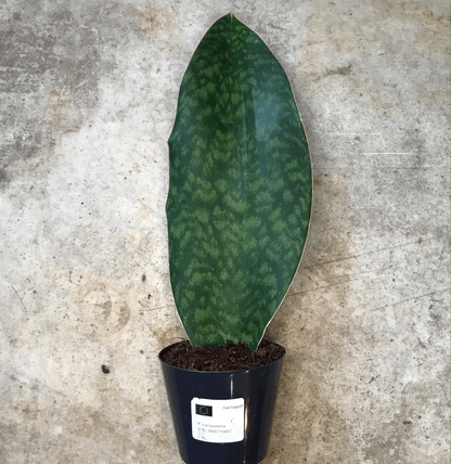 Dracaena trifasciata &