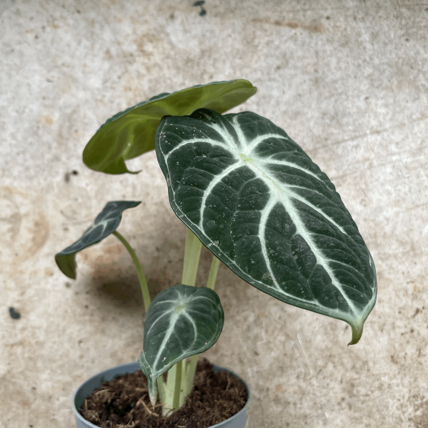 Alocasia Ninja (Elephant Ear)