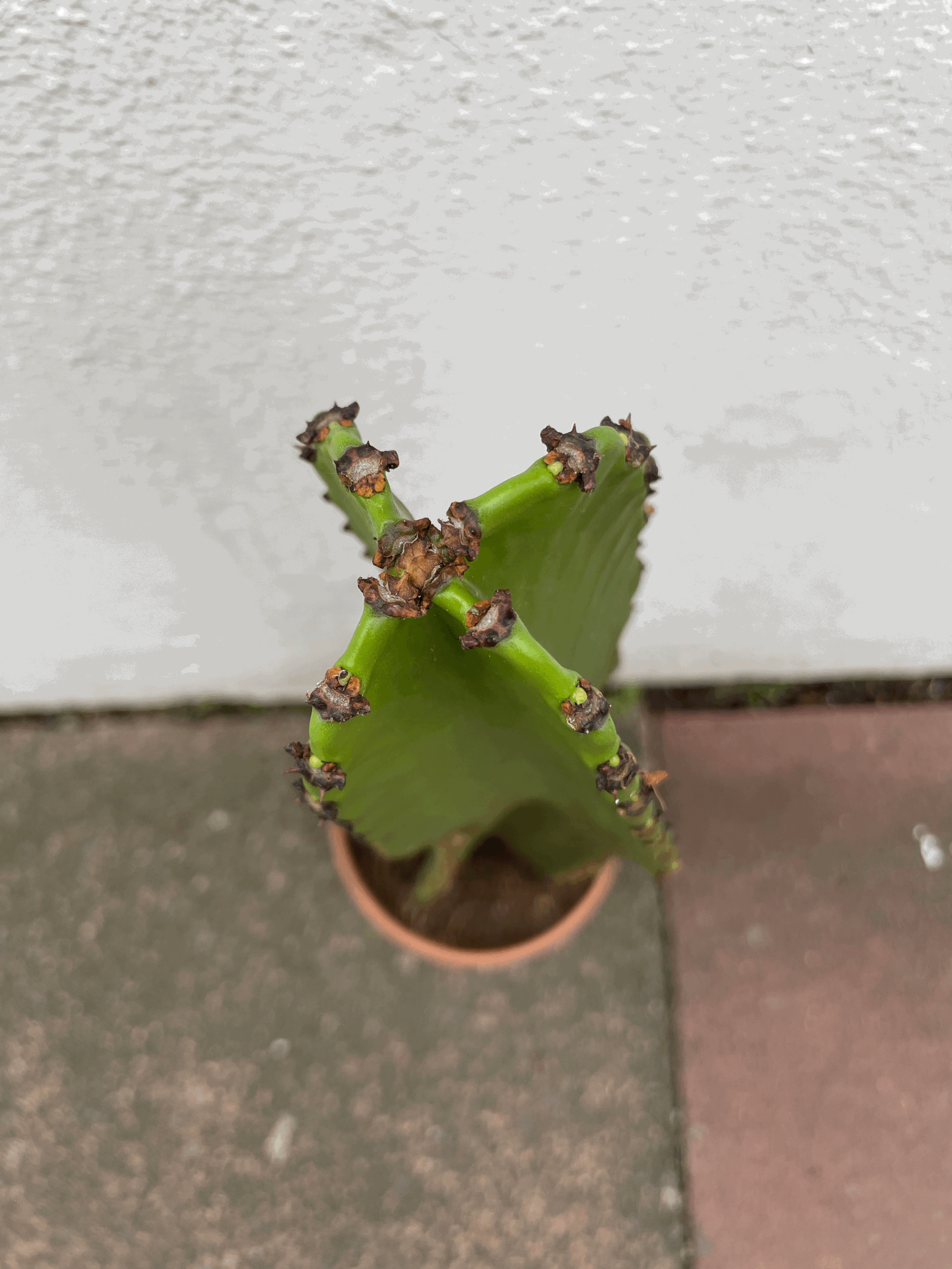 Euphorbia ingens (large desert/cowboy style cactus)