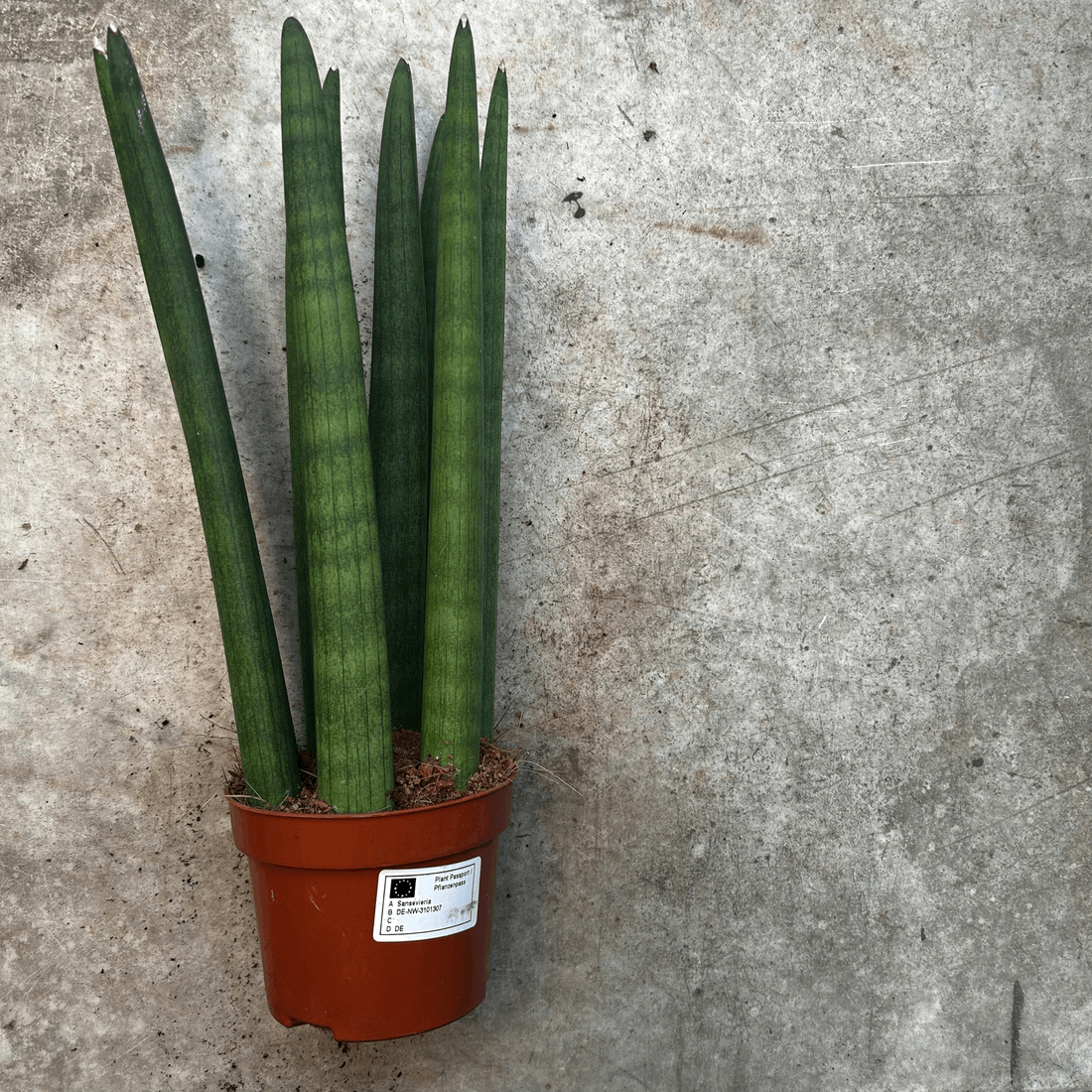 Sanseveria cylindrica &