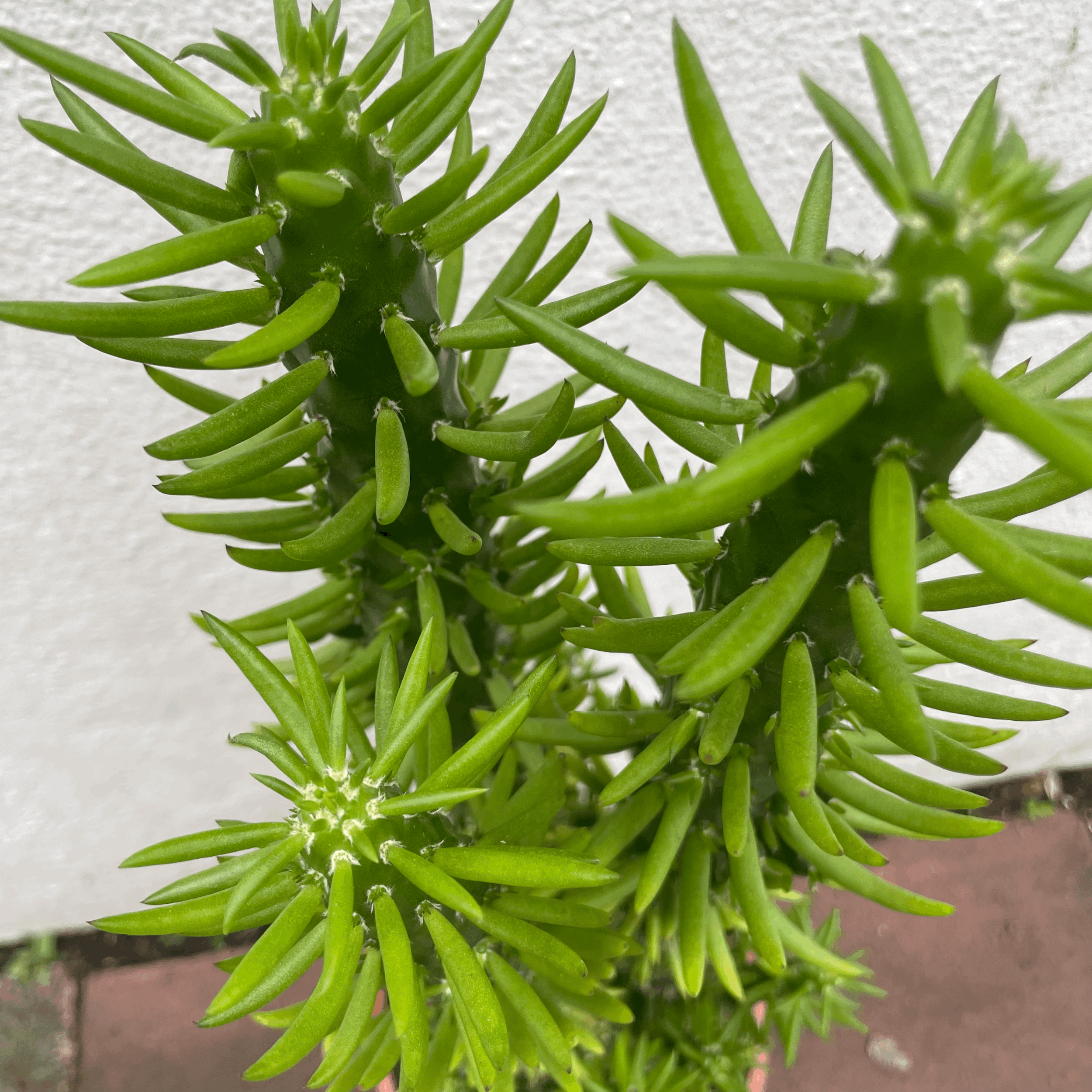 Austrocylindropuntia syn. Opuntia subulata (Eves Pin Cactus)