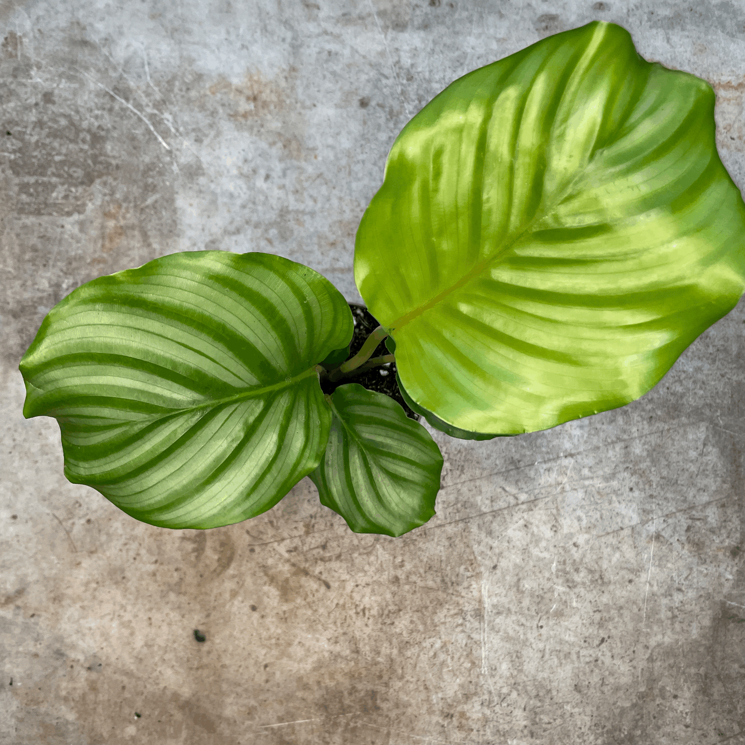 Goeppertia orbifolia syn. Calathea orbifolia (Prayer Plant)