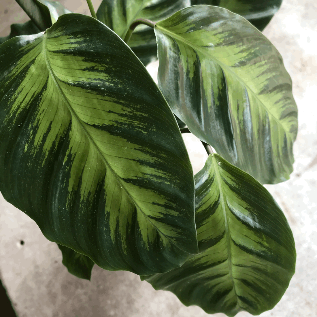 Goeppertia albertii syn. Calathea albertii (Emerald Feather)