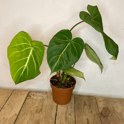 Philodendron gloriosum (Velvet philodendron/ Creeper plant)