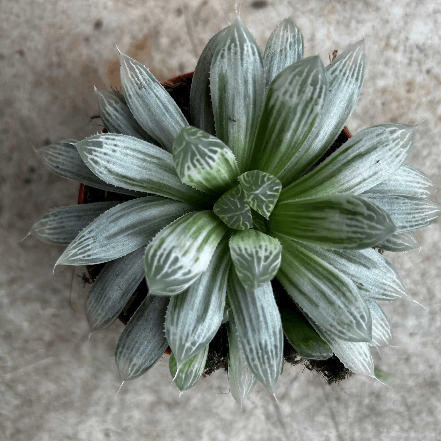 Haworthia cymbiformis &