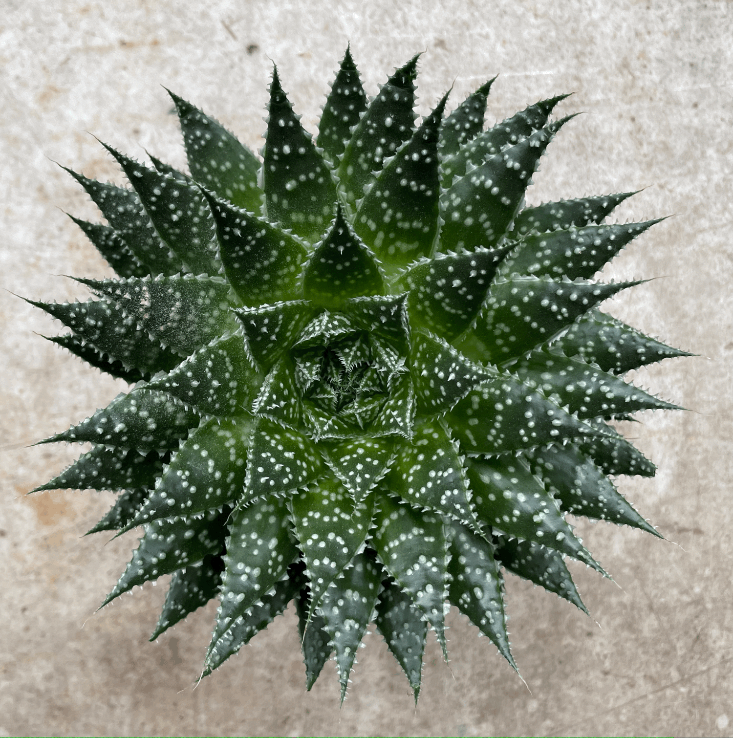 Aloe aristata &