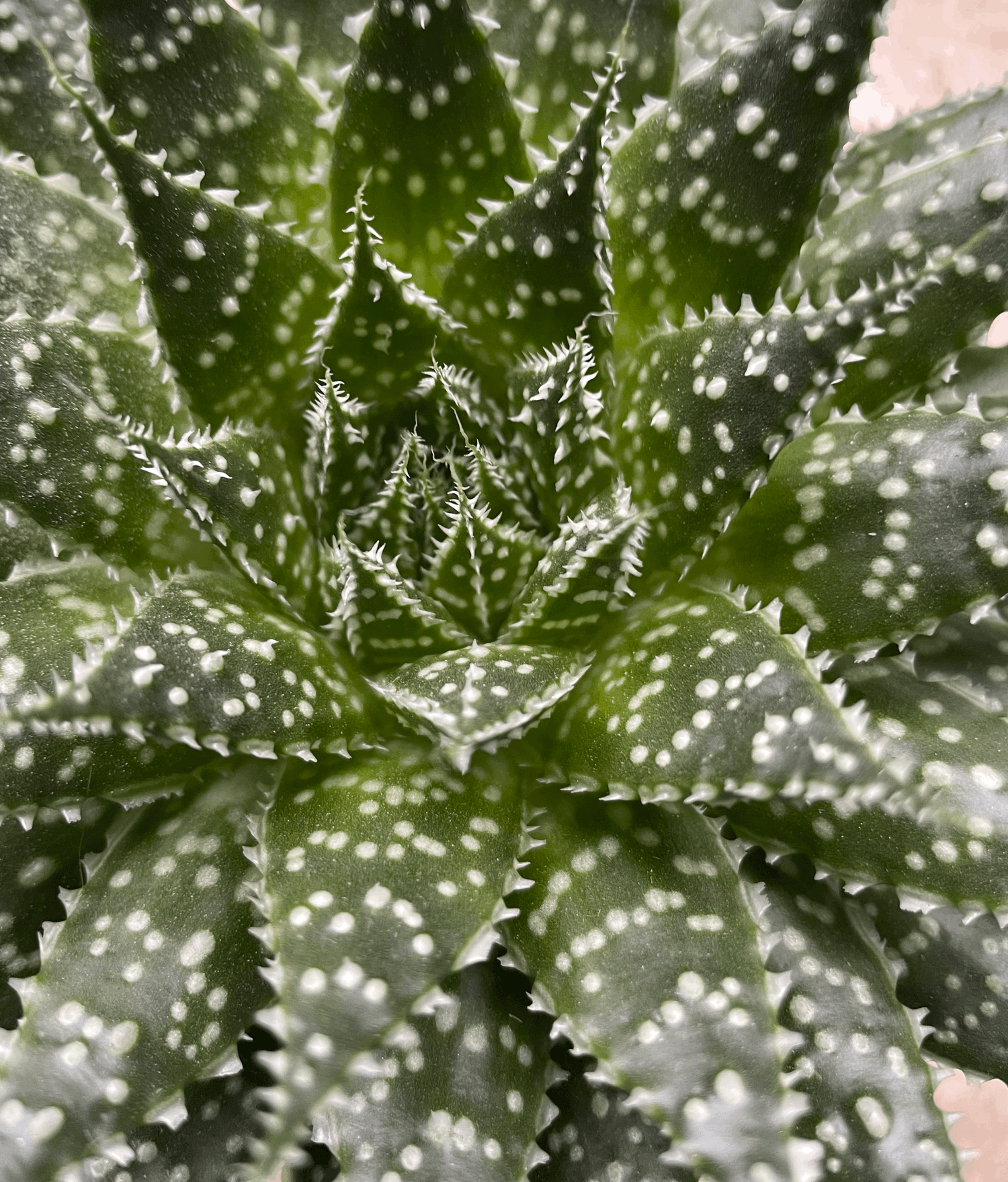 Aloe aristata &