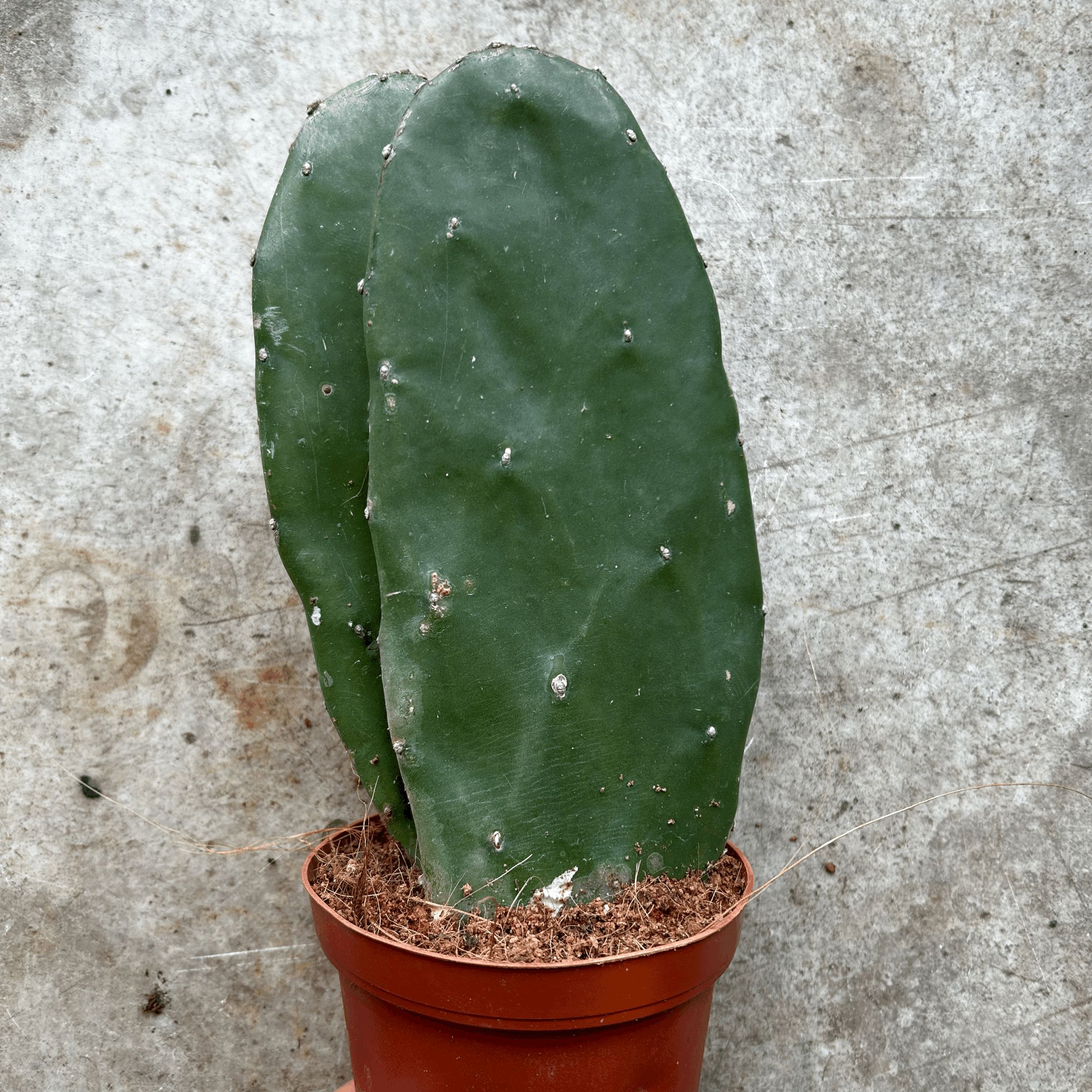 Opuntia cochenillifera (Prickly pear)