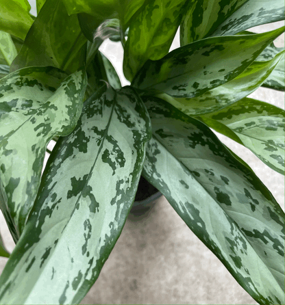 Aglaonema commutatum &