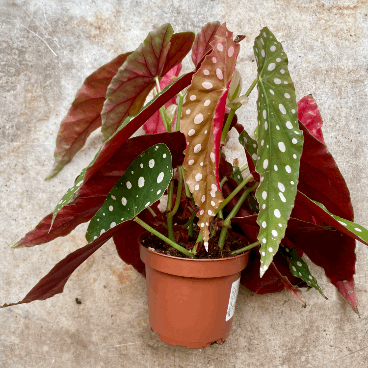 Begonia maculata &