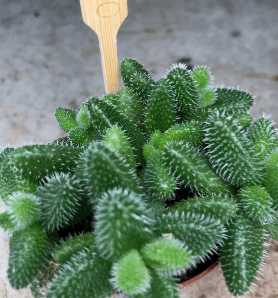 Delosperma echinatum (Pickle Plant)- Mini