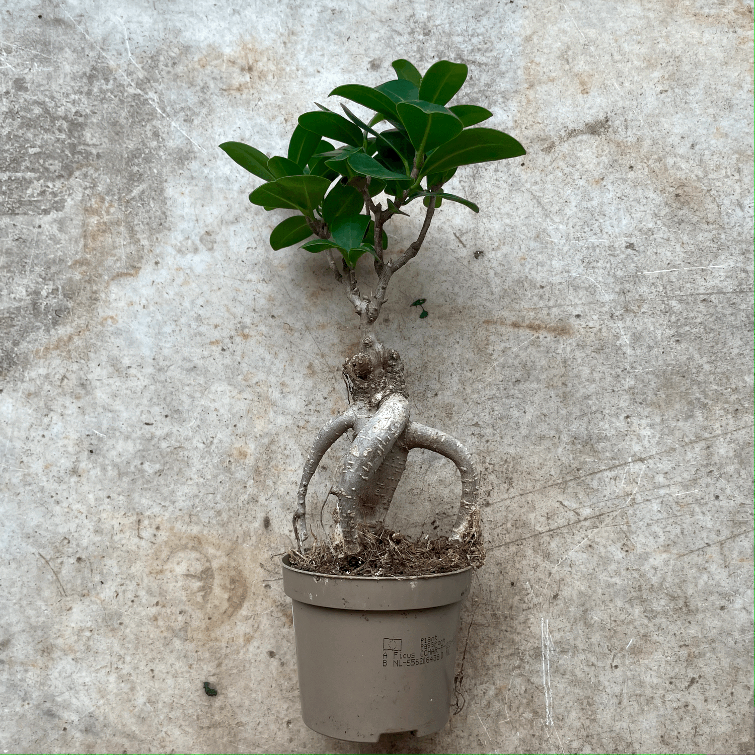 Ficus Microcarpa &