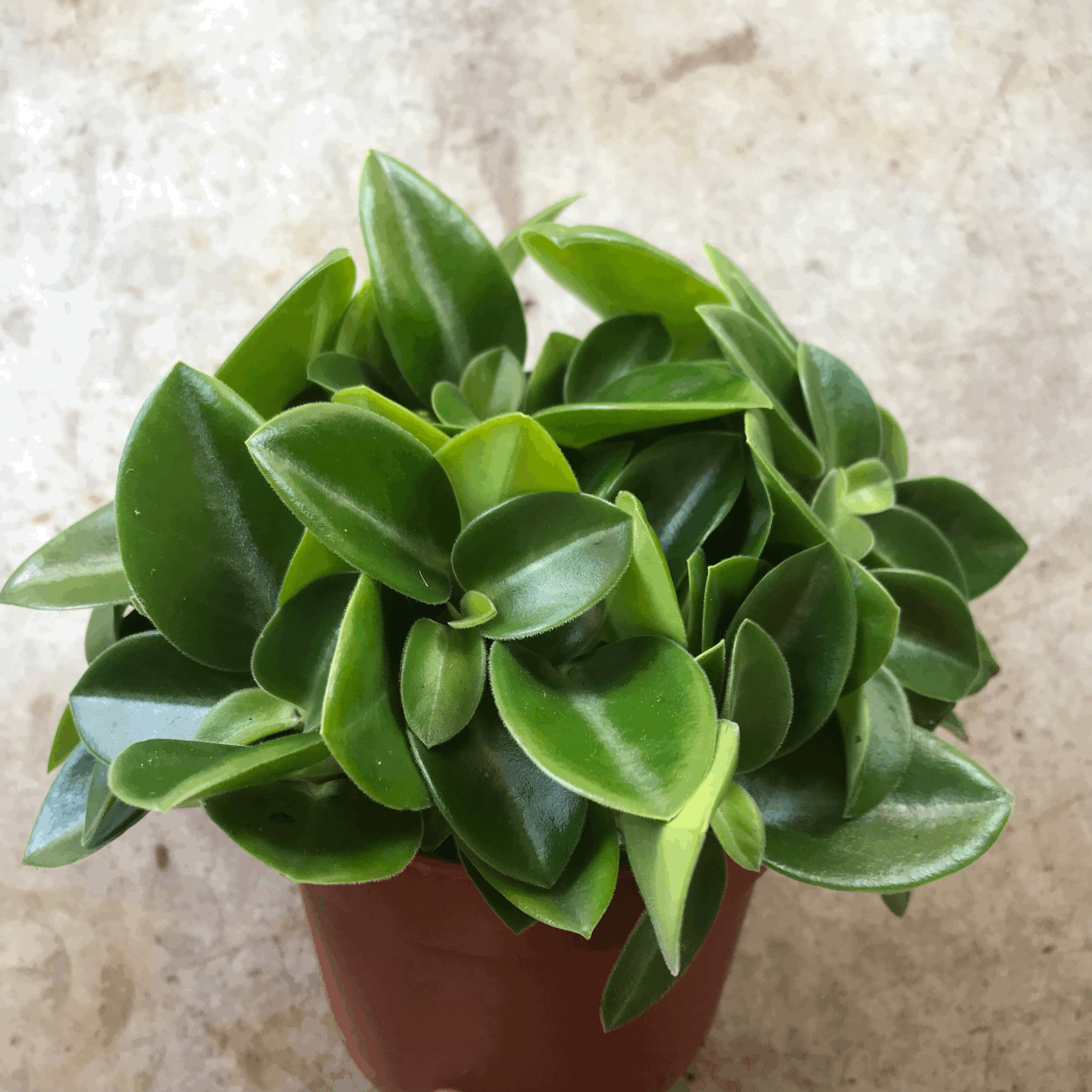 Peperomia orba &