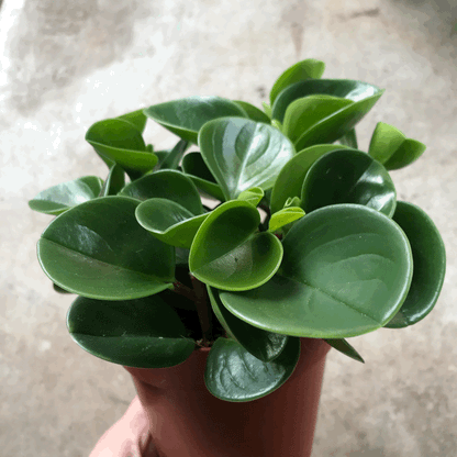 Peperomia obtusifolia &