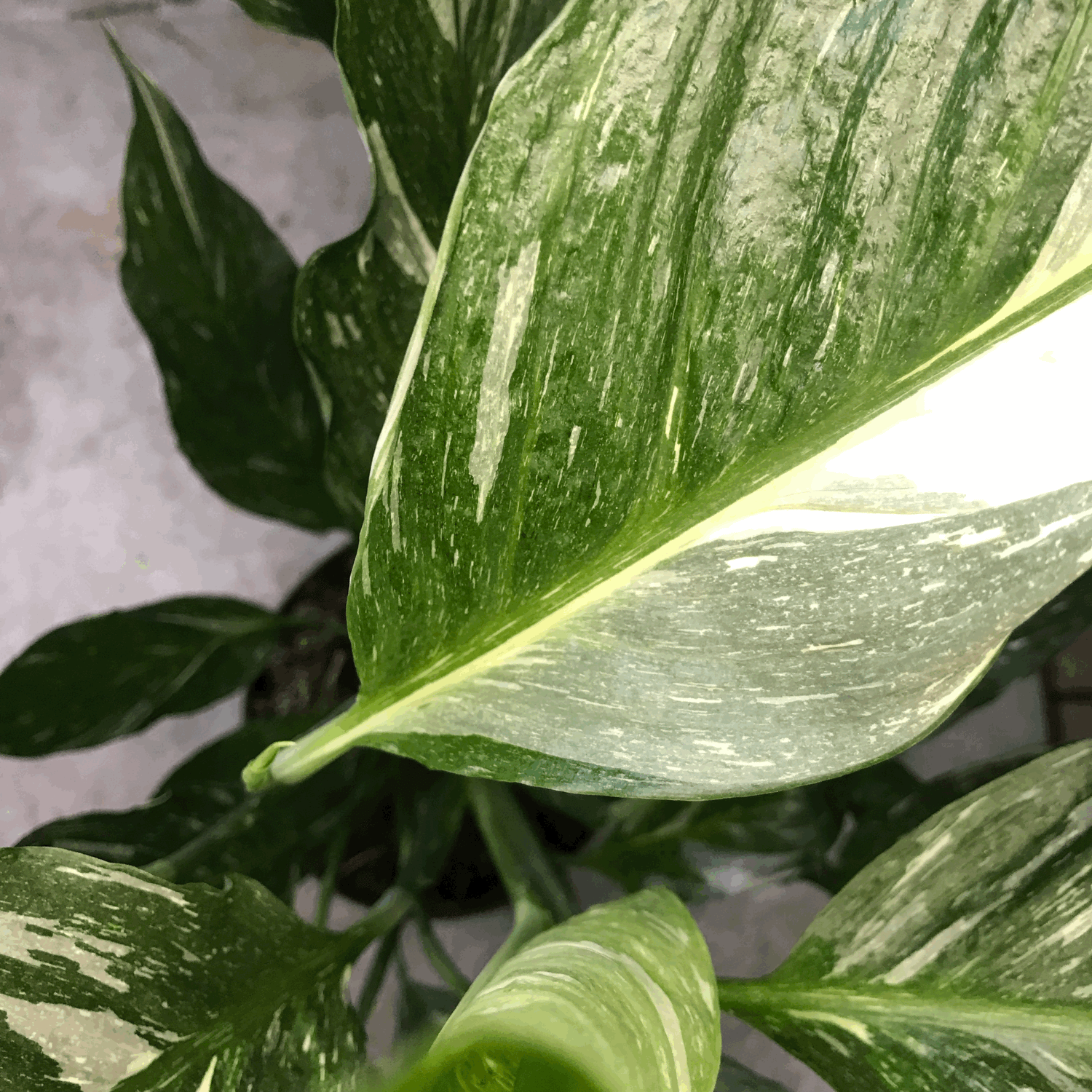 Spathiphyllum &