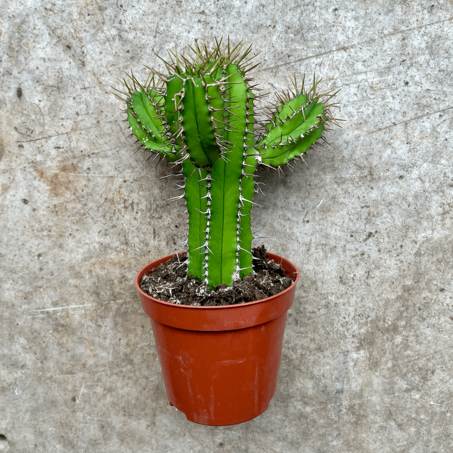 Euphorbia fruticosa (Spurge)