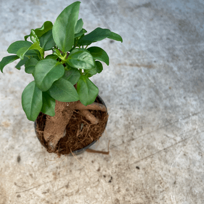 Ficus Microcarpa &