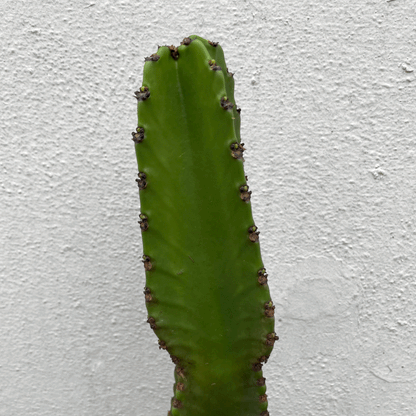 Euphorbia ingens (large desert/cowboy style cactus)