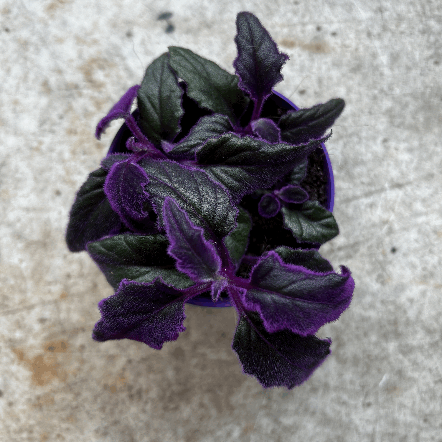 Gynura aurantiaca (Velvet plant)- Various Sizes