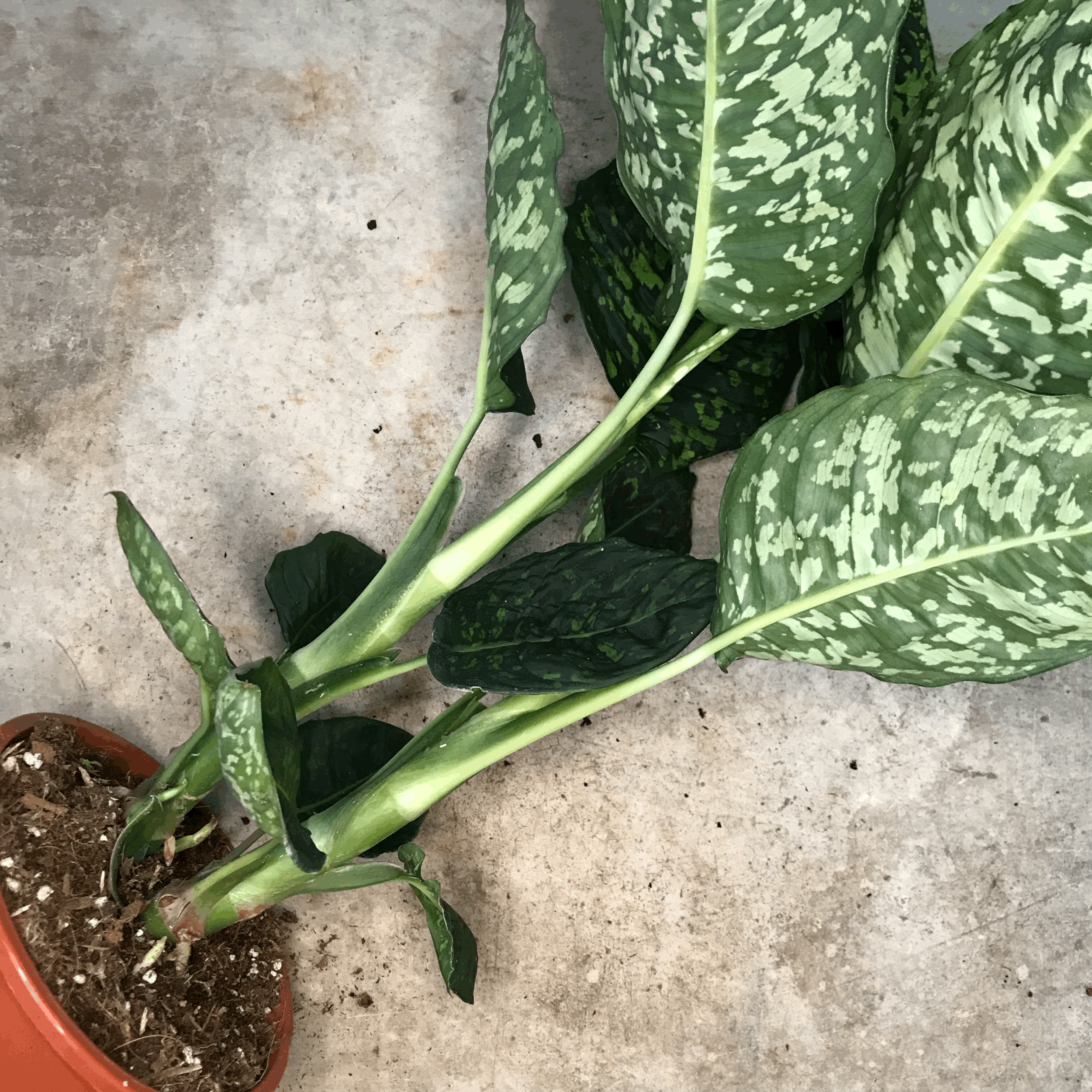 Dieffenbachia &