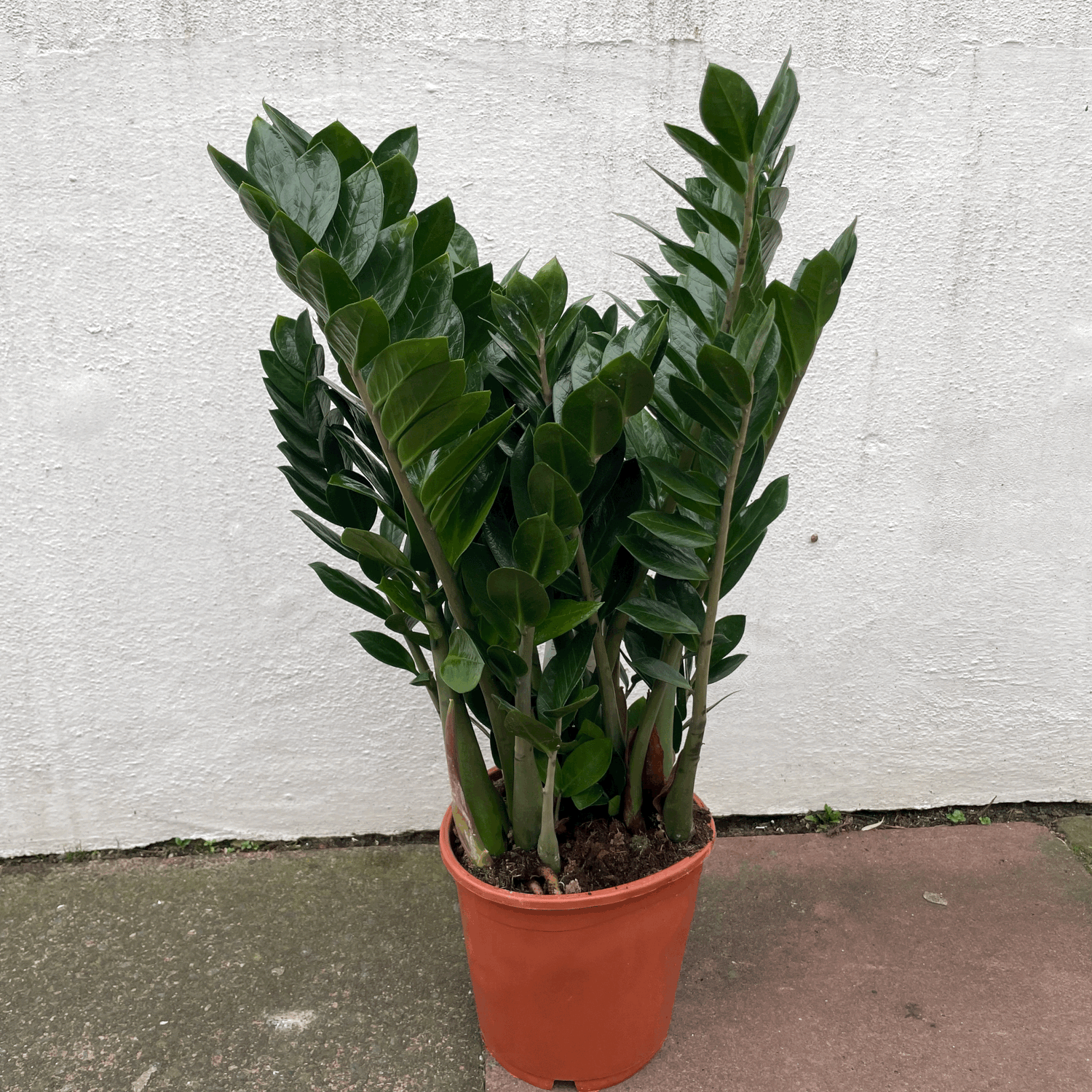 Zamioculcas zamiifolia (ZZ Plant)- Various sizes