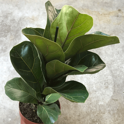 Ficus lyrata &