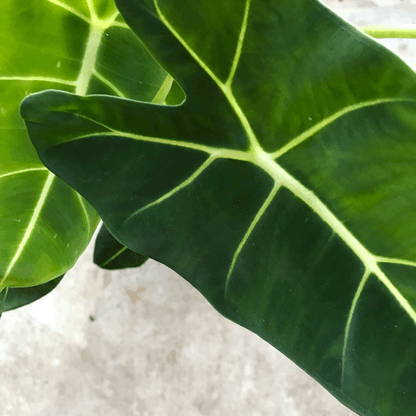 Alocasia micholitziana &