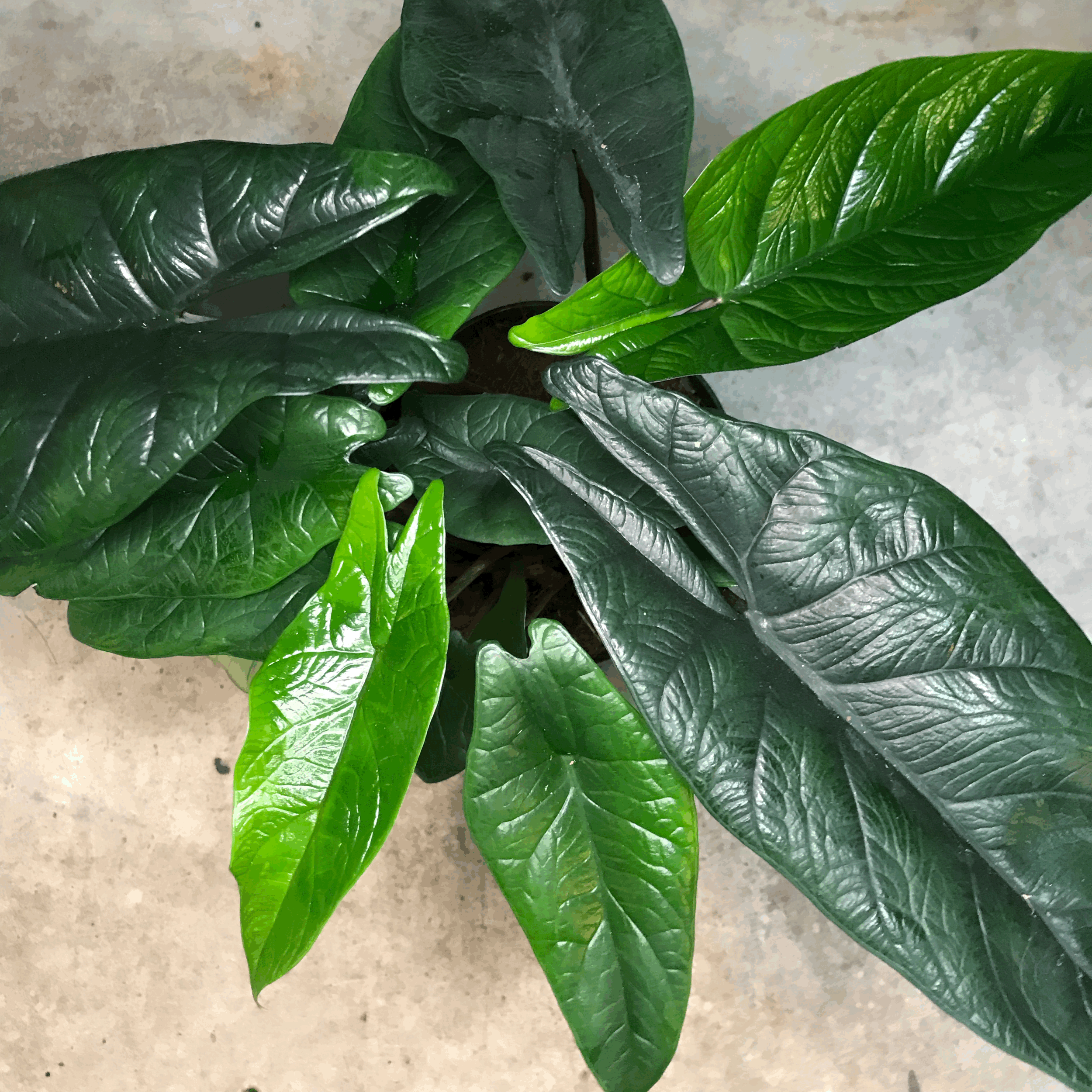 Alocasia scalprum (Elephant Ear)