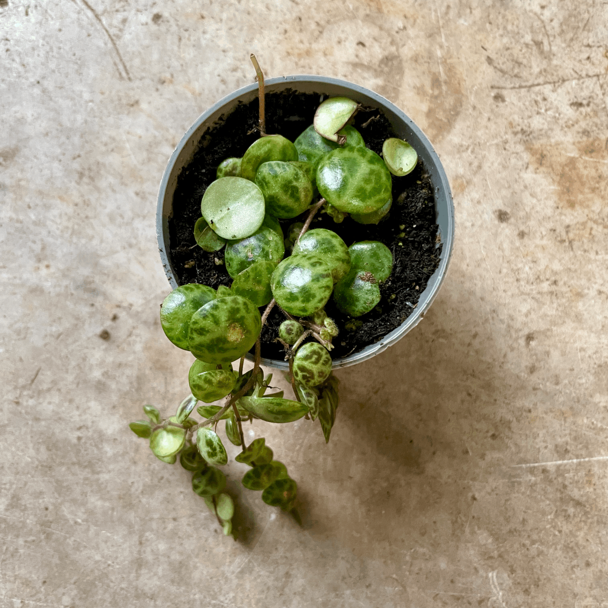 Peperomia prostrata (String of Turtles) Various sizes