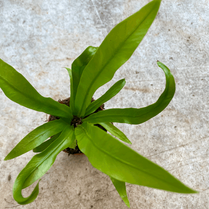 Asplenium antiquum (Birds Nest Fern)