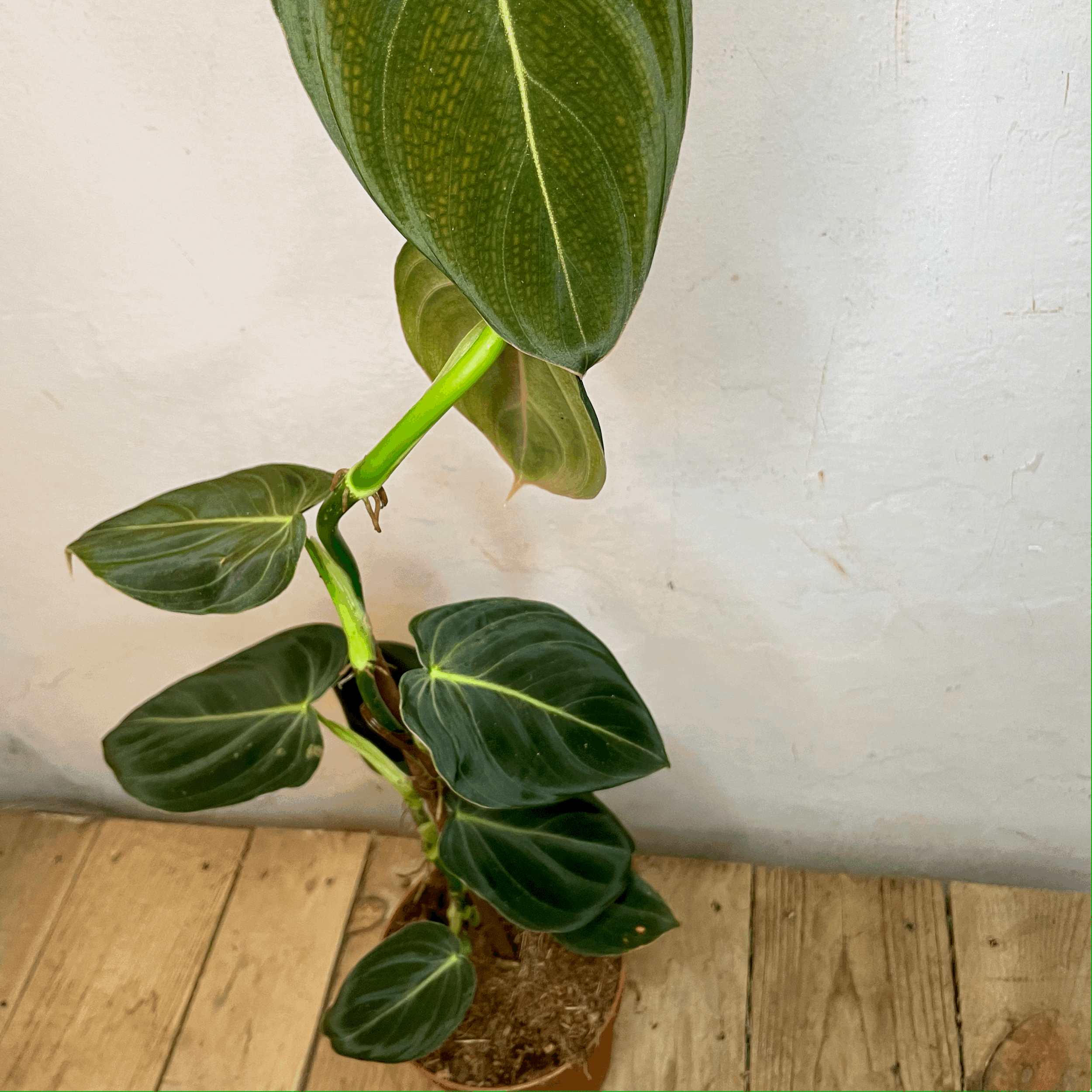 Philodendron melanochrysum (Black-gold Philodendron)