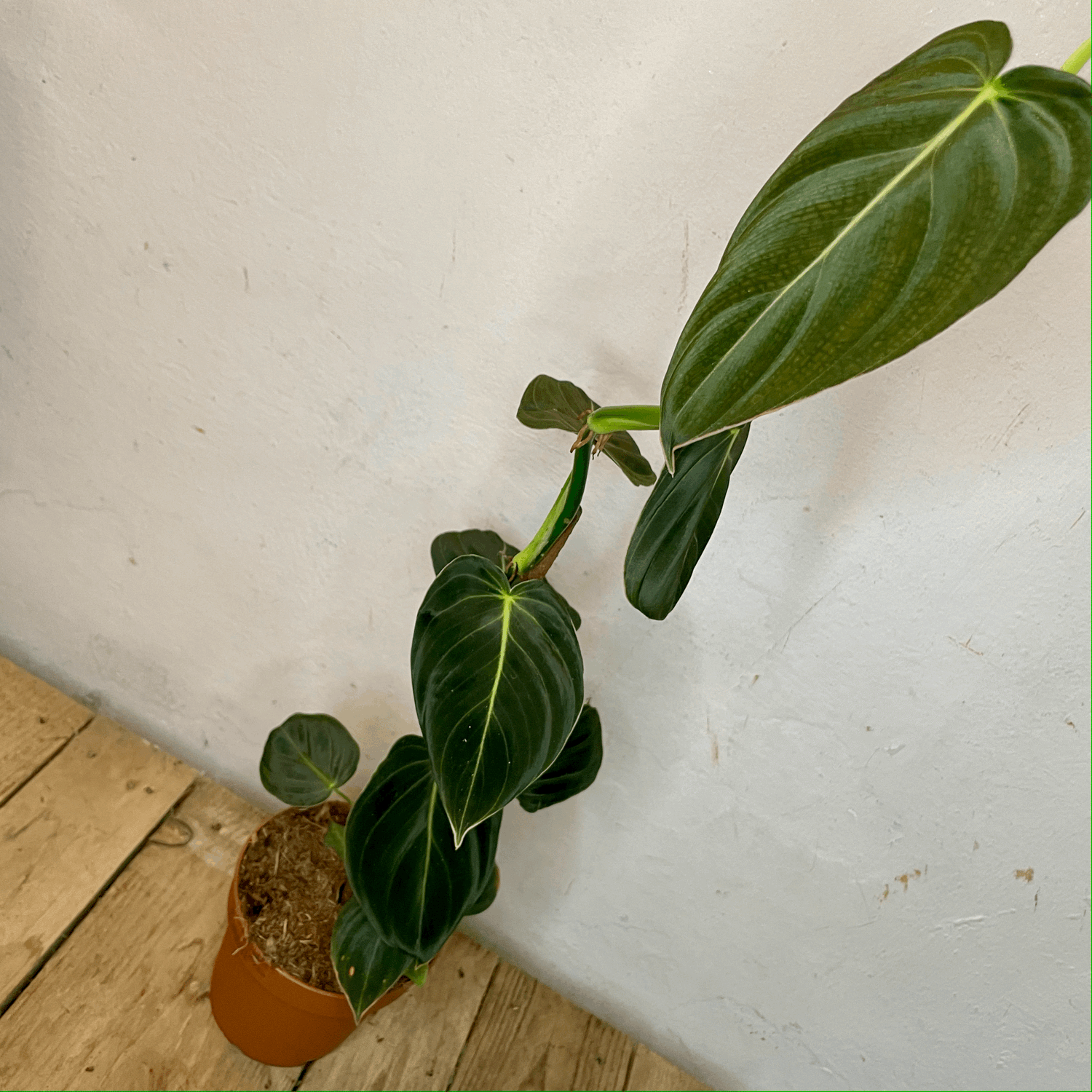 Philodendron melanochrysum (Black-gold Philodendron)