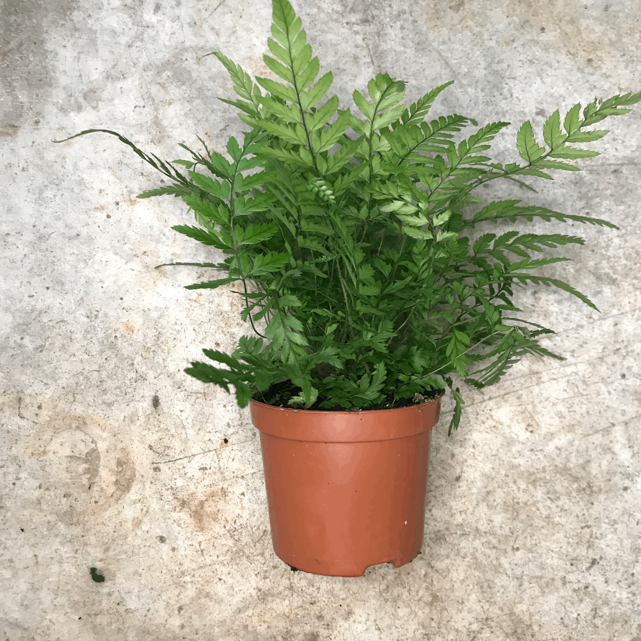 Athyrium filix femina (Lady fern)