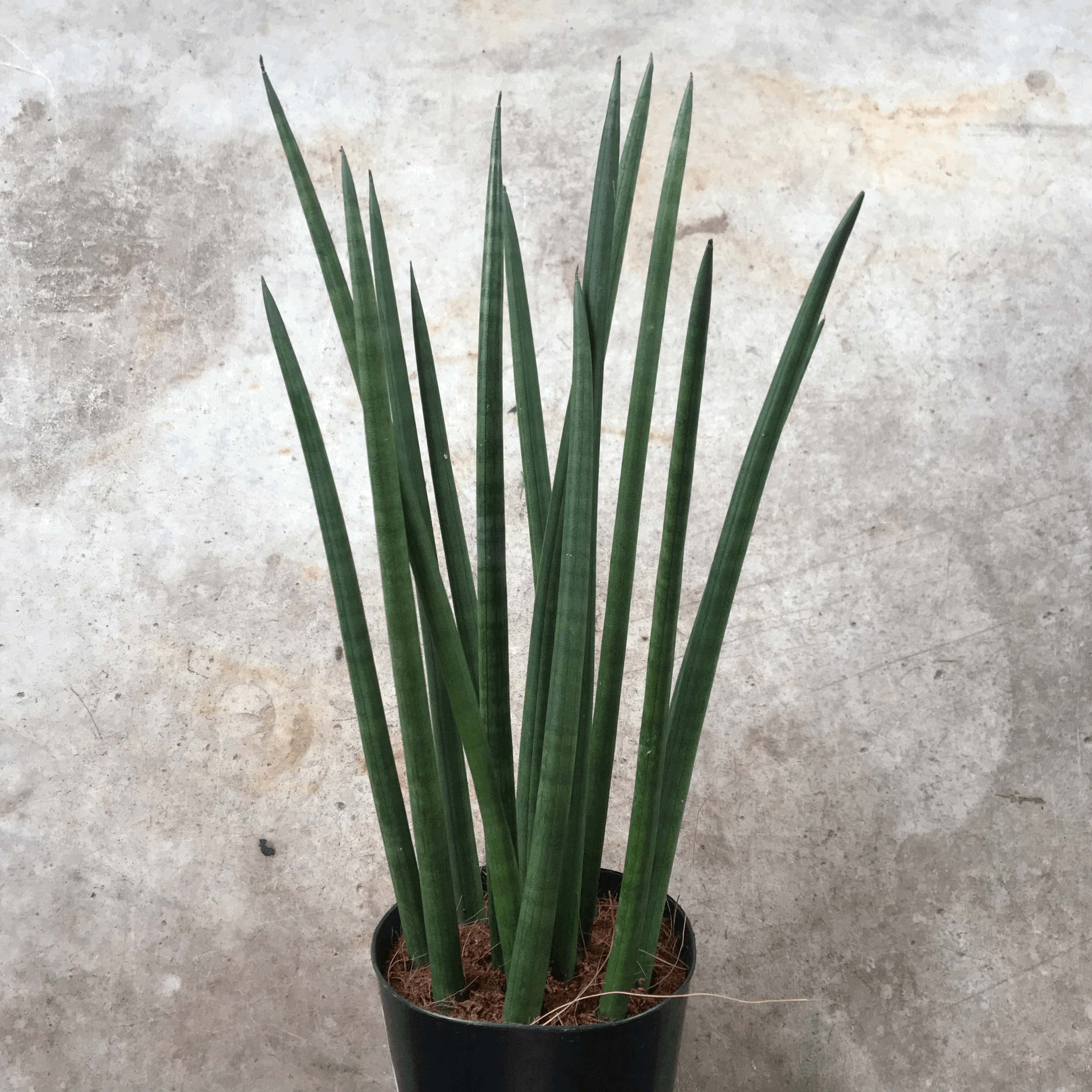 Sansevieria bacularis &