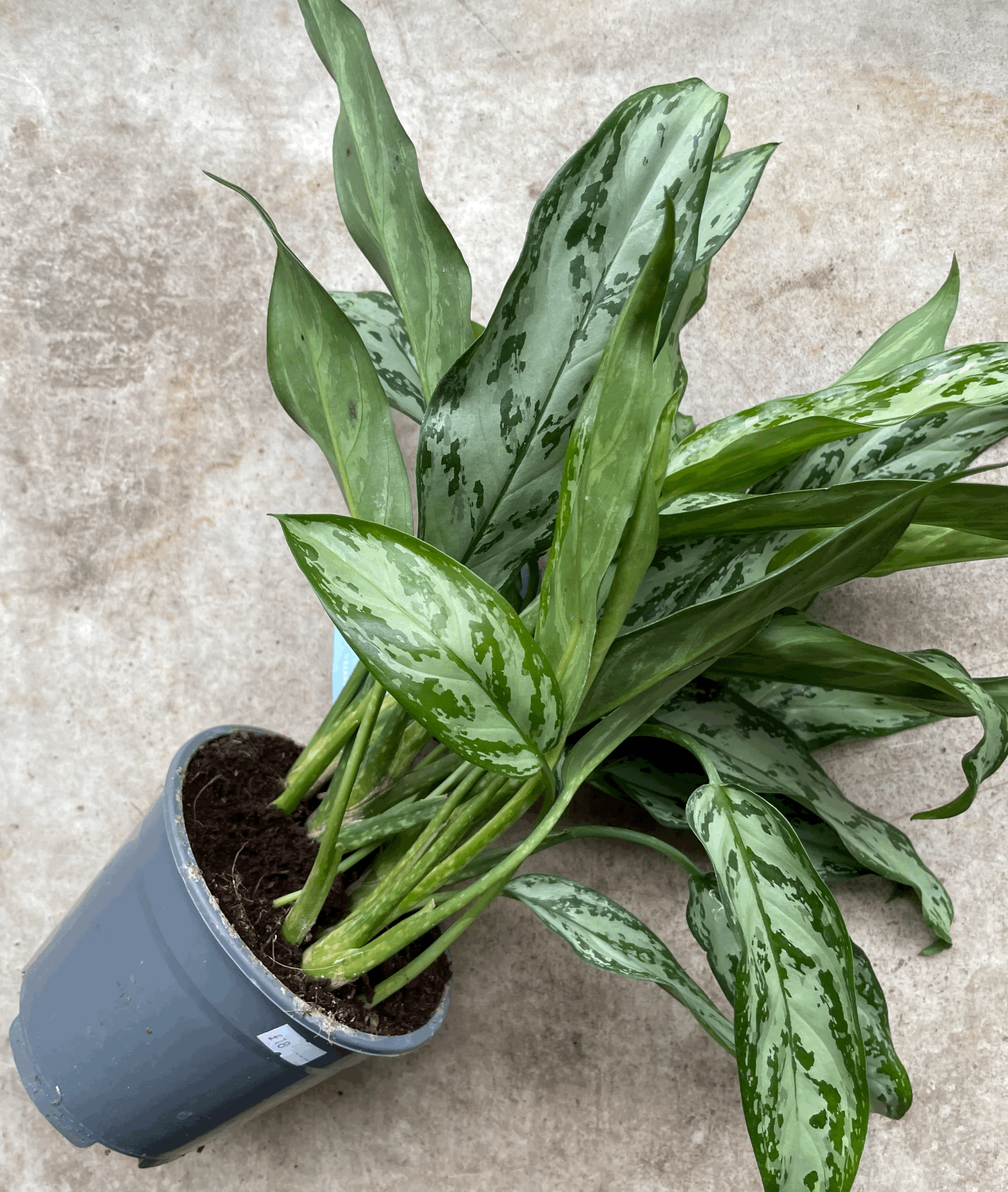 Aglaonema commutatum &