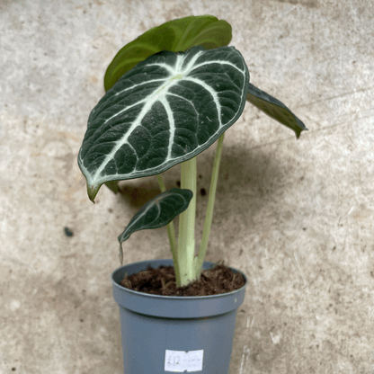 Alocasia Ninja (Elephant Ear)