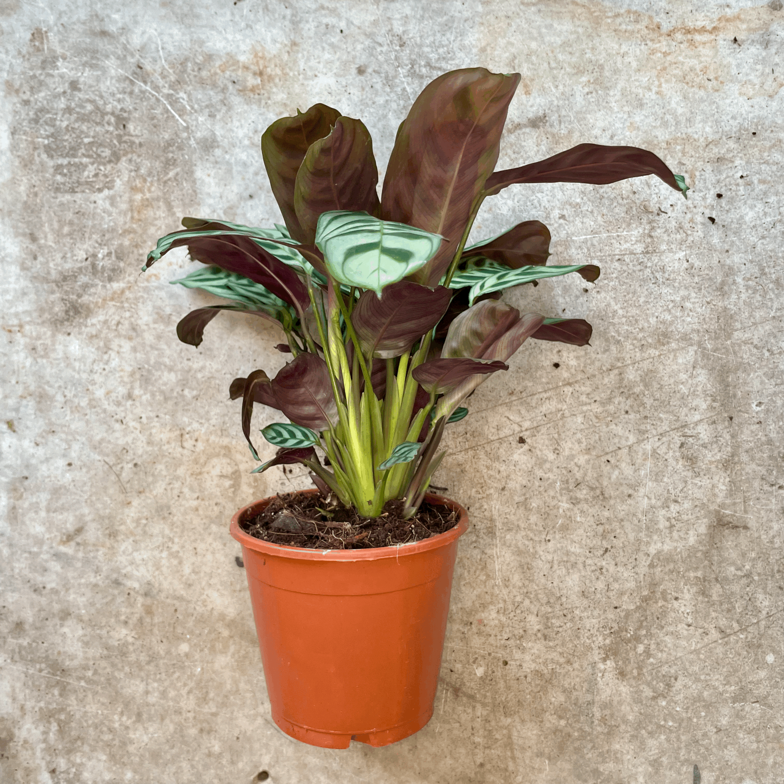 Ctenanthe burle-marxii (Never Never Plant)