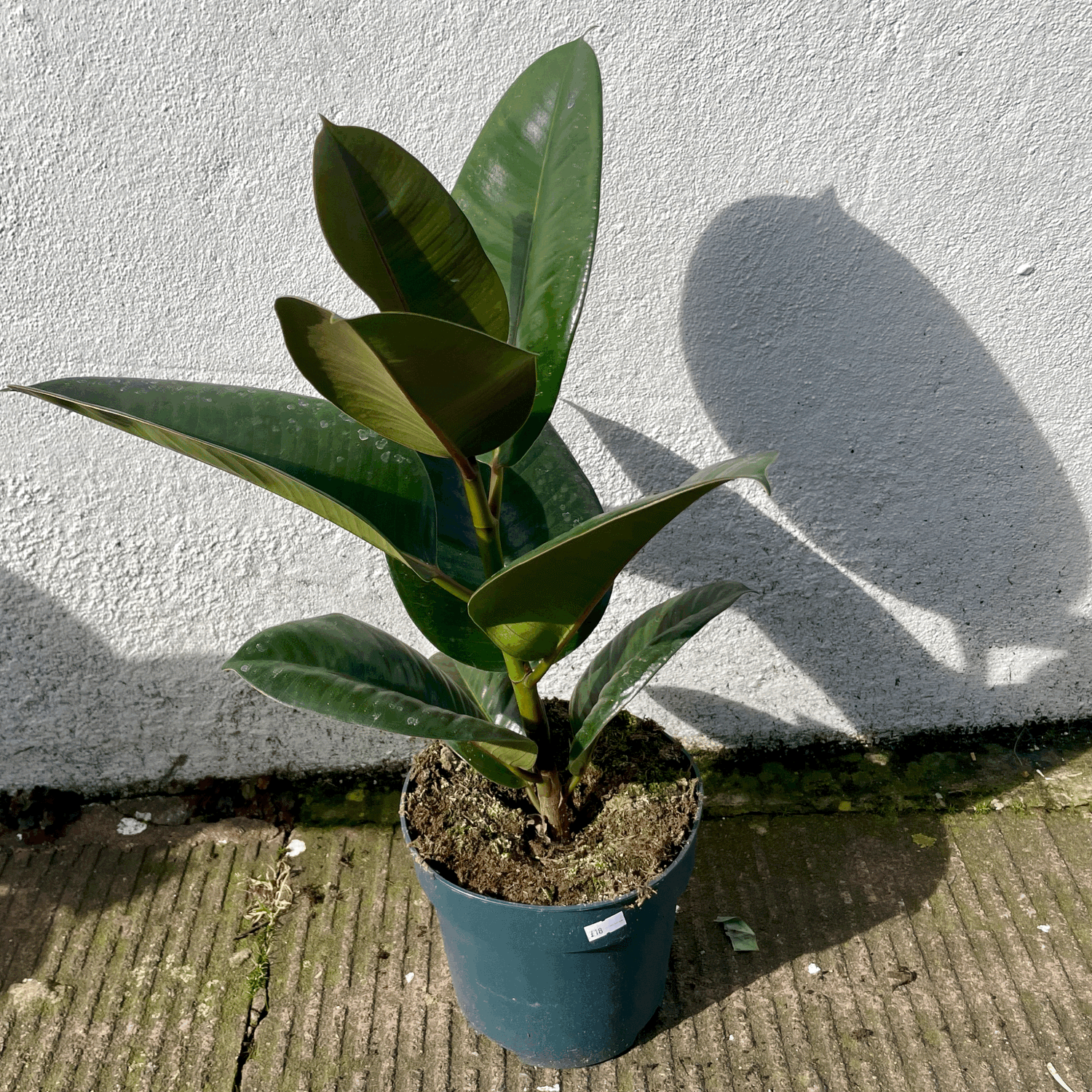 Ficus elastica (Rubber Plant) -4 varieties available