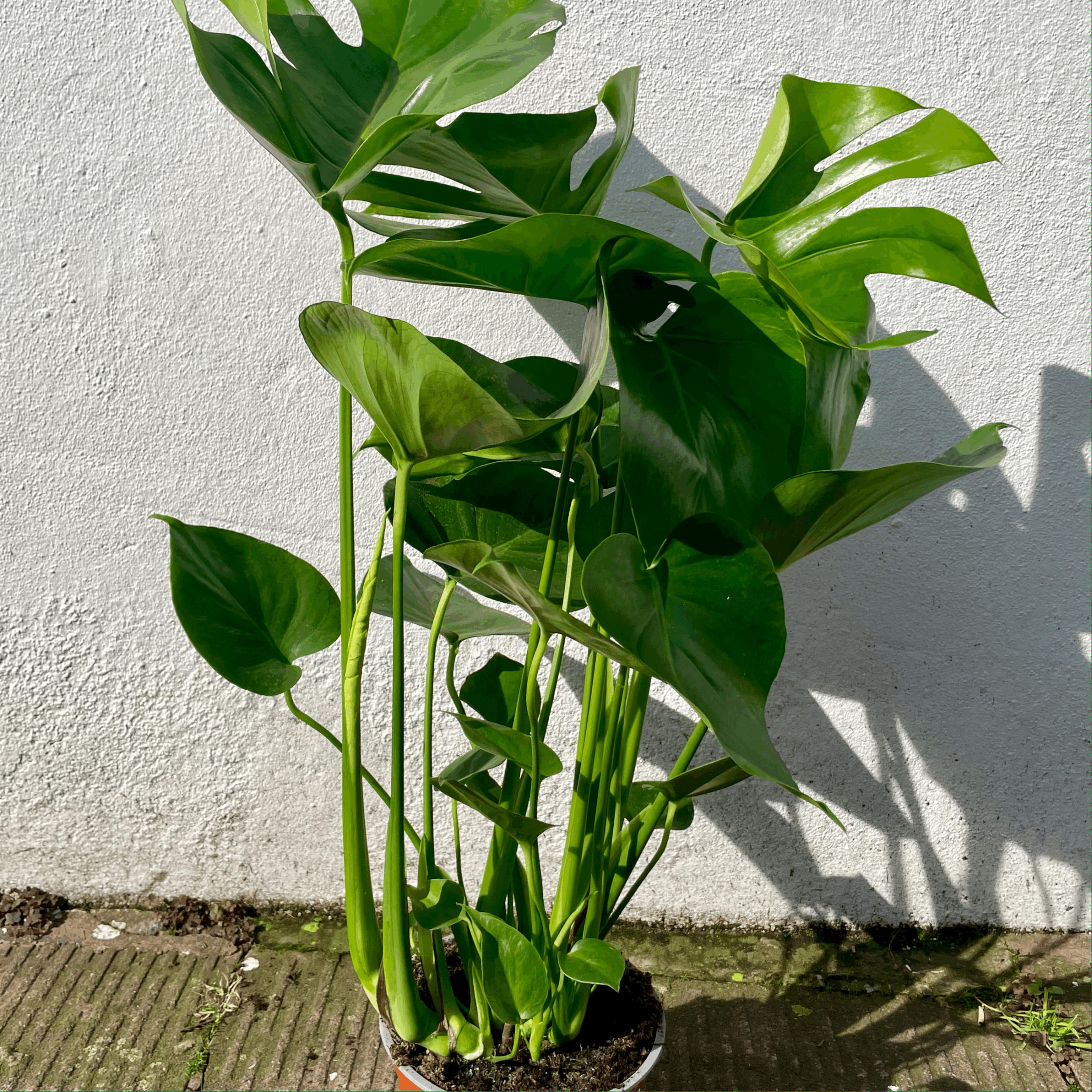 Monstera Deliciosa (Cheese Plant / Swiss Cheese Plant) - Various Sizes