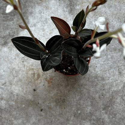 Ludisia discolor (Jewel Orchid)