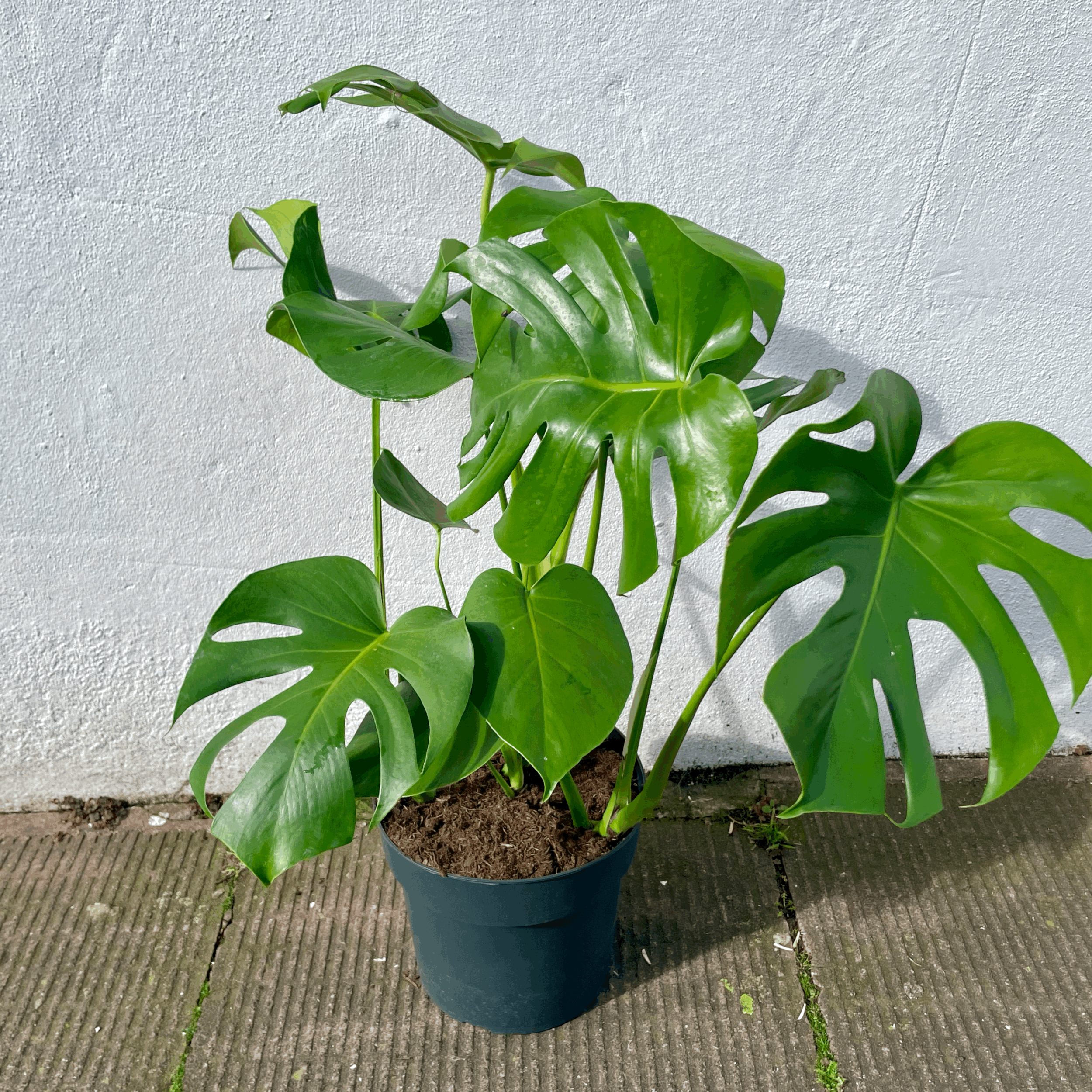 Monstera Deliciosa (Cheese Plant / Swiss Cheese Plant) - Various Sizes