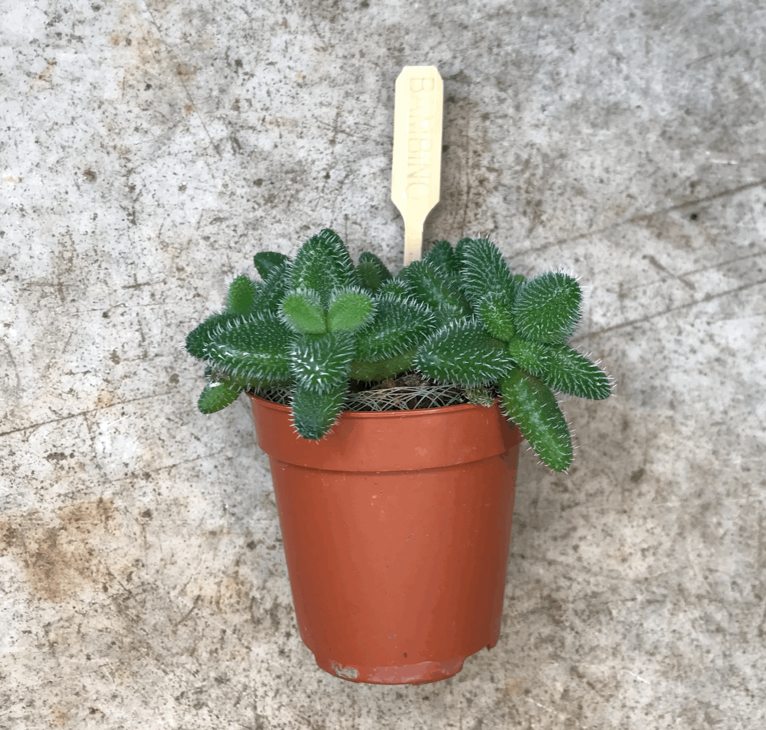 Delosperma echinatum (Pickle Plant)