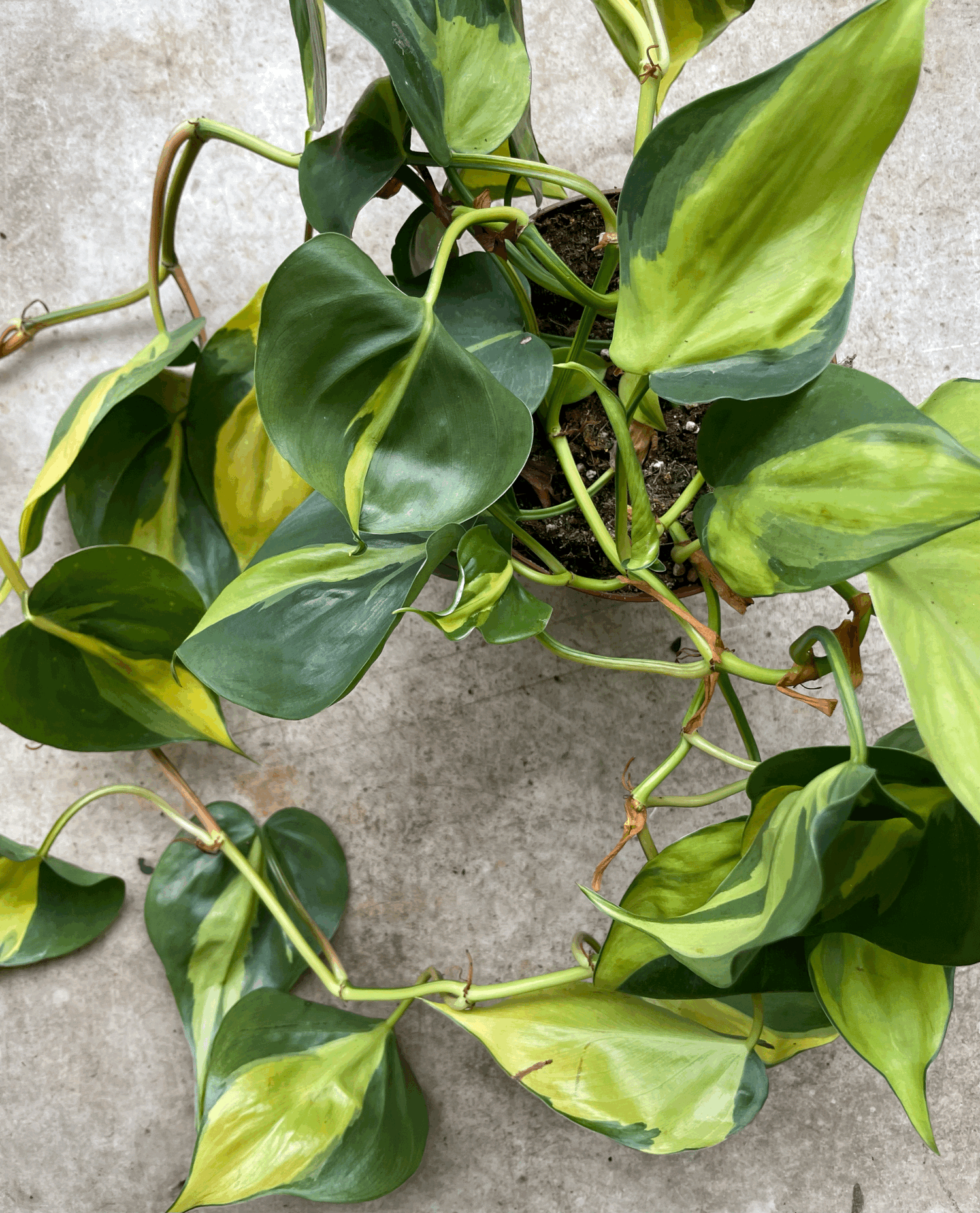 Philodendron scandens &