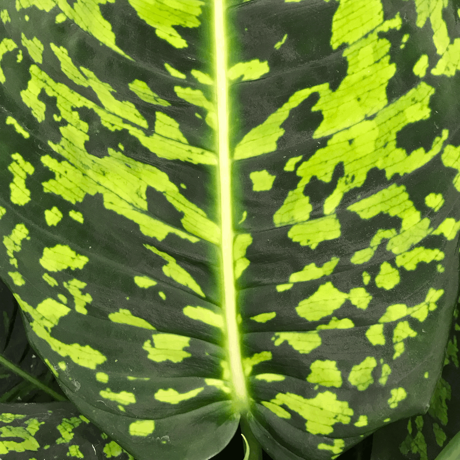 Dieffenbachia &