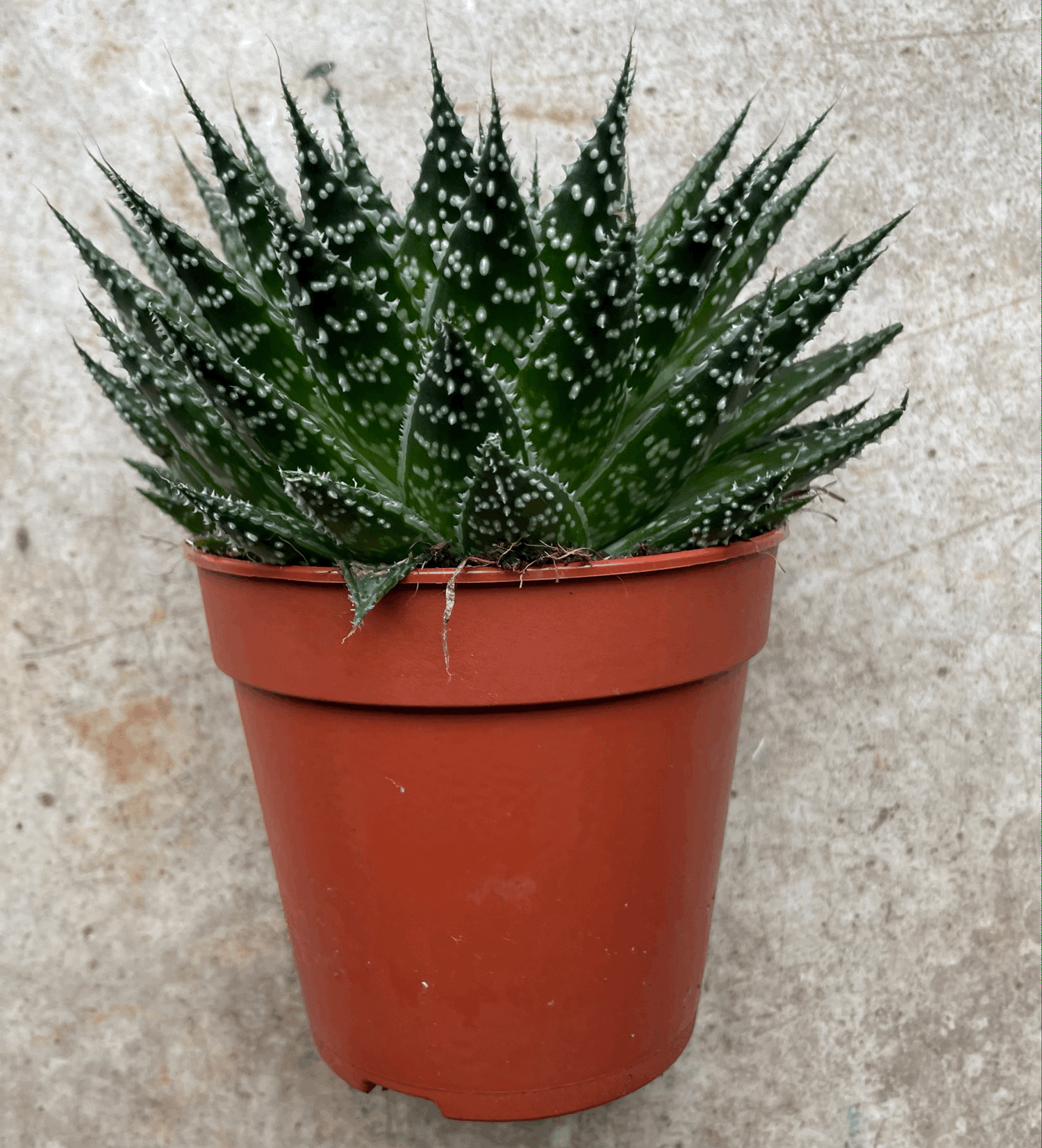 Aloe aristata &